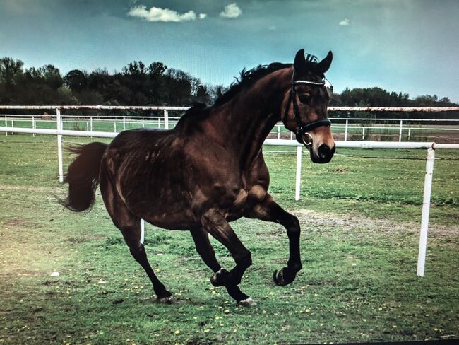 WB-Wallach, Martina Kranz, Horses For Sale, Rannersdorf, Image 6