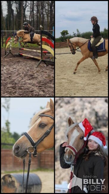 WBO Kinderpony, Reitponygestüt Aspel , Horses For Sale, Rees, Image 13