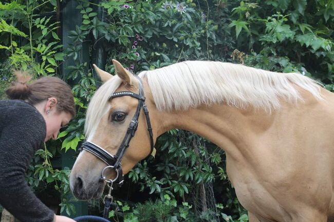 WBO Kinderpony, Reitponygestüt Aspel , Horses For Sale, Rees, Image 12