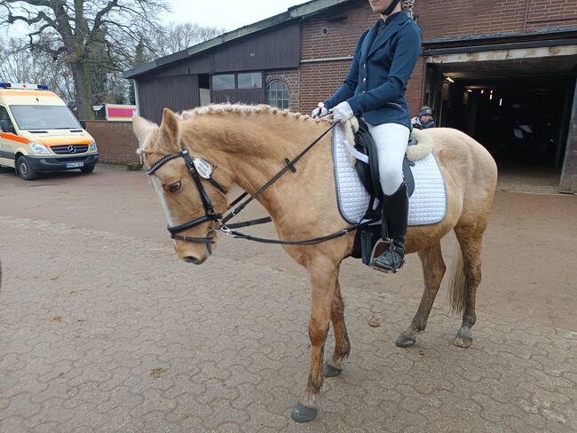 WBO Kinderpony, Reitponygestüt Aspel , Horses For Sale, Rees, Image 6