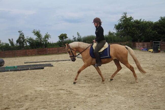 WBO Kinderpony, Reitponygestüt Aspel , Pferd kaufen, Rees, Abbildung 11