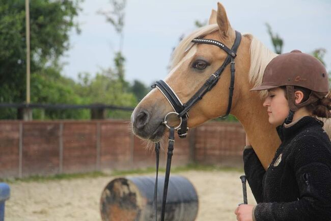 WBO Kinderpony, Reitponygestüt Aspel , Pferd kaufen, Rees, Abbildung 10