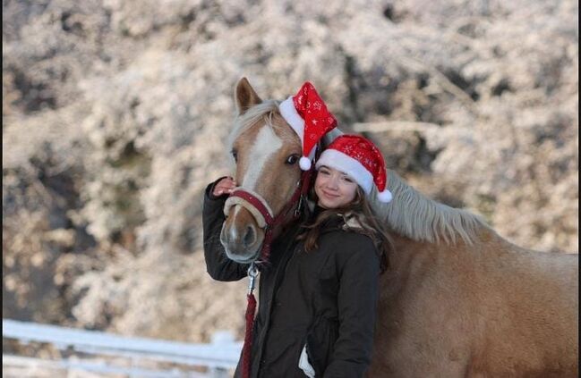 WBO Kinderpony, Reitponygestüt Aspel , Pferd kaufen, Rees, Abbildung 7
