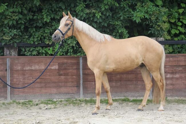 WBO Kinderpony, Reitponygestüt Aspel , Pferd kaufen, Rees, Abbildung 9