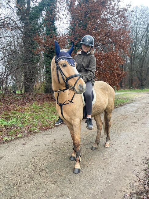 WBO Kinderpony, Reitponygestüt Aspel , Pferd kaufen, Rees, Abbildung 2