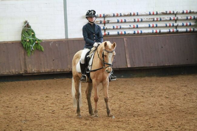 WBO Kinderpony, Reitponygestüt Aspel , Pferd kaufen, Rees, Abbildung 4