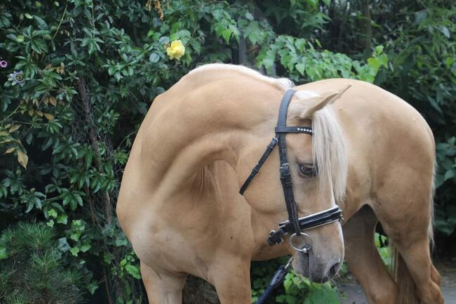 WBO Kinderpony, Reitponygestüt Aspel , Pferd kaufen, Rees, Abbildung 8