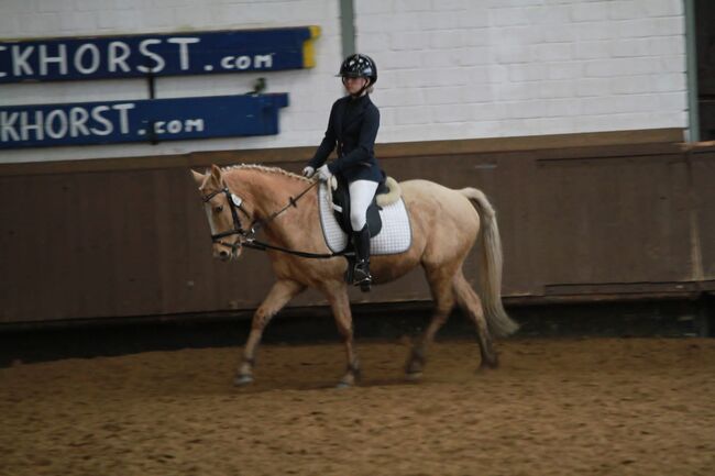 WBO Kinderpony, Reitponygestüt Aspel , Pferd kaufen, Rees, Abbildung 5