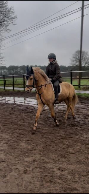 WBO Kinderpony, Reitponygestüt Aspel , Pferd kaufen, Rees, Abbildung 3