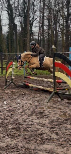 WBO Kinderpony, Reitponygestüt Aspel , Pferd kaufen, Rees