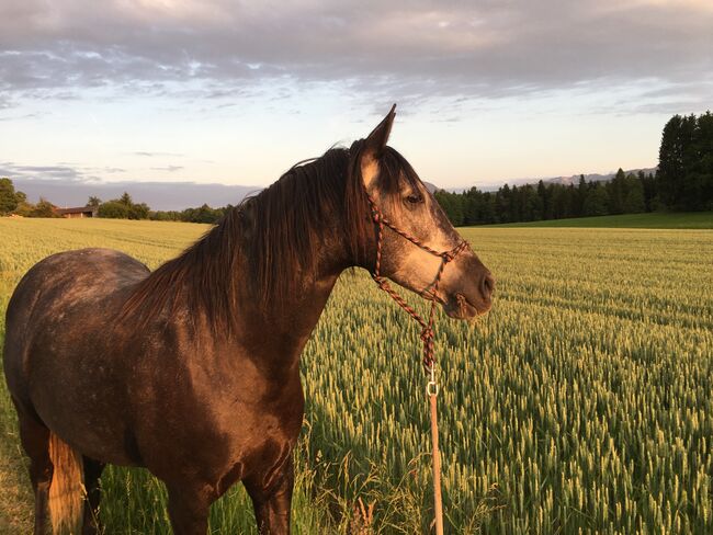 Vermögende Spanierstute für den gehobenen Freizeitreiter, 10 jährig, Rappschimmel, Dressur, WE, Frei, Alexandra, Horses For Sale, Wals, Image 7