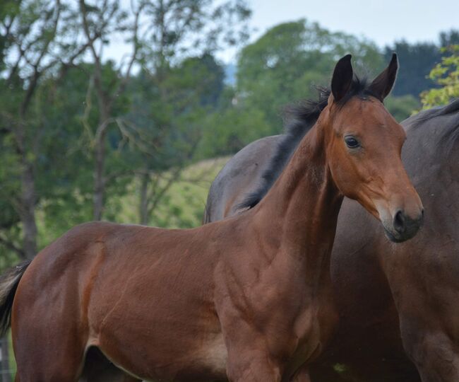 Absetzer von Bartguts Aktionär, Brit Fanta , Horses For Sale, Eggmayr, Image 4