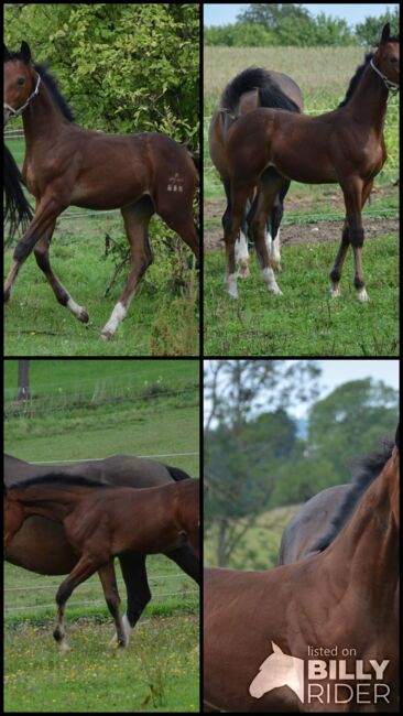 Absetzer von Bartguts Aktionär, Brit Fanta , Horses For Sale, Eggmayr, Image 6