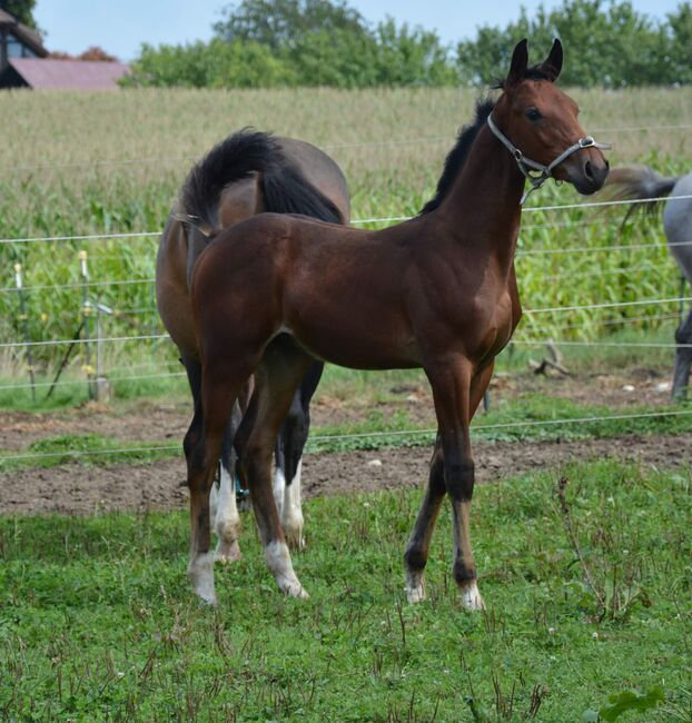 Absetzer von Bartguts Aktionär, Brit Fanta , Horses For Sale, Eggmayr, Image 2