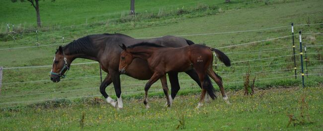 Absetzer von Bartguts Aktionär, Brit Fanta , Horses For Sale, Eggmayr, Image 3