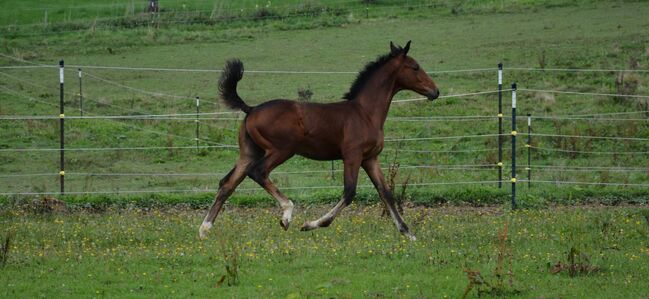 Absetzer von Bartguts Aktionär, Brit Fanta , Horses For Sale, Eggmayr, Image 5