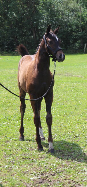 Verkaufe Absetzer, Viviane Halfpap , Horses For Sale, Malchow, Image 3