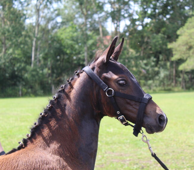 Verkaufe Absetzer, Viviane Halfpap , Horses For Sale, Malchow, Image 8