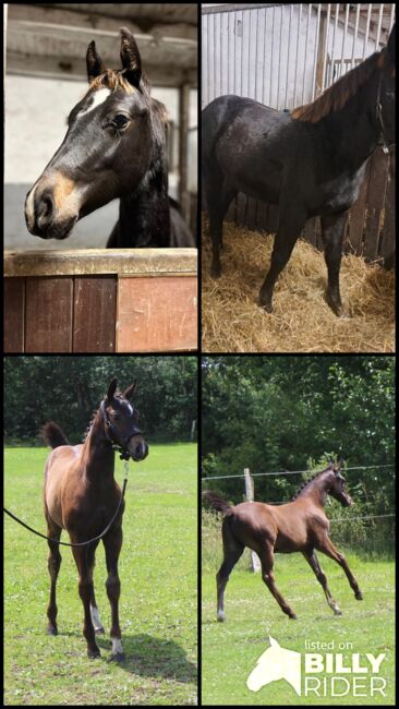 Verkaufe Absetzer, Viviane Halfpap , Horses For Sale, Malchow, Image 9