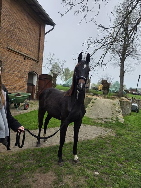 Verkaufe Absetzer, Viviane Halfpap , Horses For Sale, Malchow, Image 6