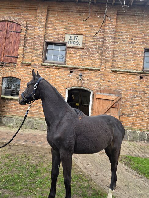 Verkaufe Absetzer, Viviane Halfpap , Horses For Sale, Malchow, Image 3