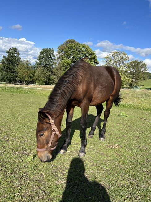 Absetzer Hengst Fohlen Warmblut Mix, Tanja Hochhaus , Horses For Sale, Schwarzenberg, Image 3