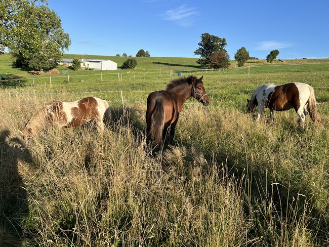 Absetzer Hengst Fohlen Warmblut Mix, Tanja Hochhaus , Horses For Sale, Schwarzenberg, Image 7