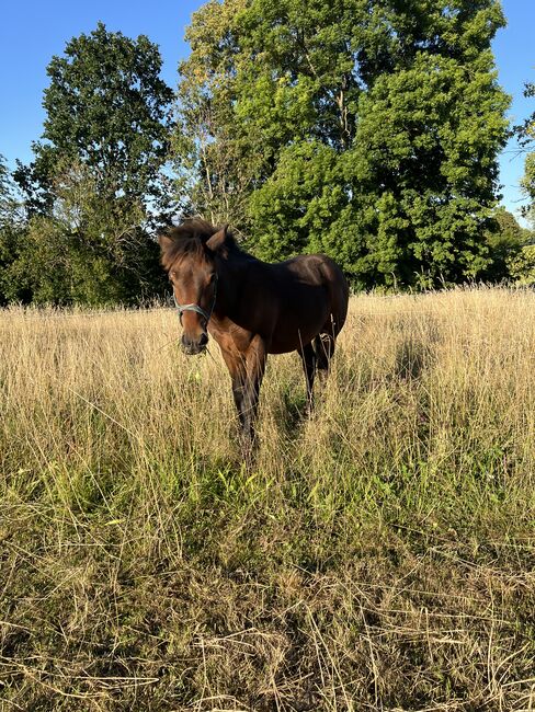 Absetzer Hengst Fohlen Warmblut Mix, Tanja Hochhaus , Horses For Sale, Schwarzenberg, Image 6