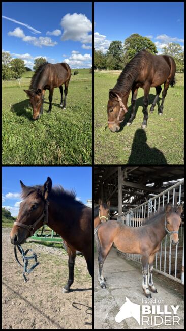 Absetzer Hengst Fohlen Warmblut Mix, Tanja Hochhaus , Horses For Sale, Schwarzenberg, Image 10