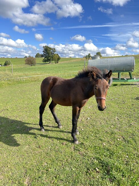 Absetzer Hengst Fohlen Warmblut Mix, Tanja Hochhaus , Horses For Sale, Schwarzenberg, Image 2