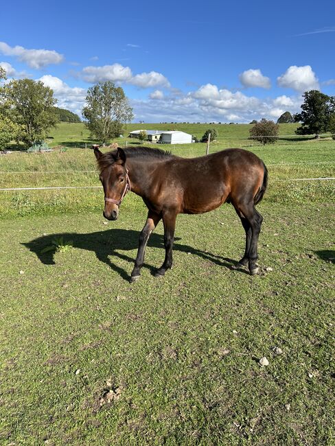 Absetzer Hengst Fohlen Warmblut Mix, Tanja Hochhaus , Horses For Sale, Schwarzenberg, Image 4