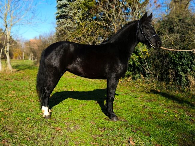Hungarian warmblood - Mare, Jozsef, Konie na sprzedaż, Békés