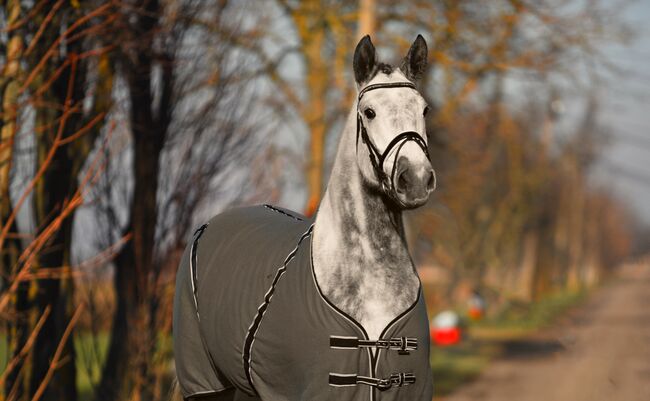 Ungarisches Sportpferd, Stute, 6 Jahre, 168 cm, Schimmel, Izmos, Konie na sprzedaż, Békésszentandrás