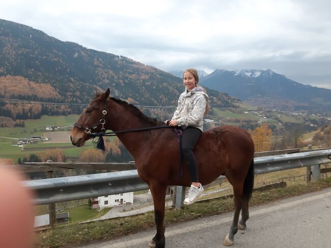 Ungarisches Sportpferd, Catharina , Konie na sprzedaż, Ellbögen, Image 4