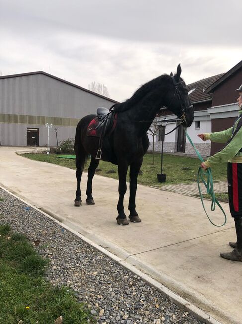 Hungarian sport horse, Jozsef, Konie na sprzedaż, Békés