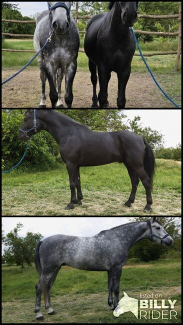 Ungarisches sport pferd, Jozsef, Konie na sprzedaż, Békés, Image 4