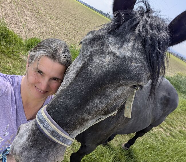 ungarischer Kaltblut Mix Wallach, Michaela B, Konie na sprzedaż, Werndorf, Image 2