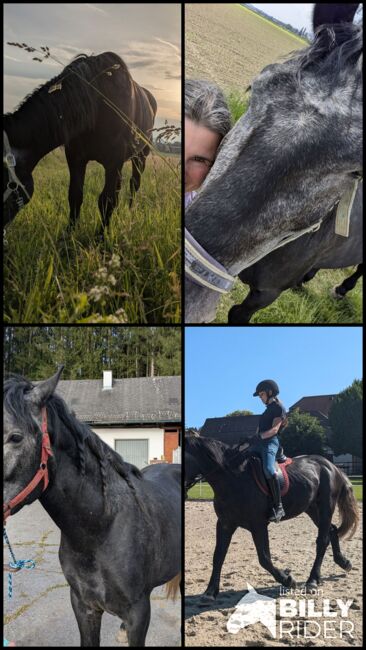 ungarischer Kaltblut Mix Wallach, Michaela B, Konie na sprzedaż, Werndorf, Image 7