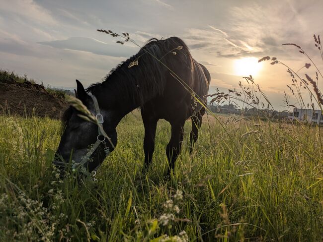 ungarischer Kaltblut Mix Wallach, Michaela B, Konie na sprzedaż, Werndorf