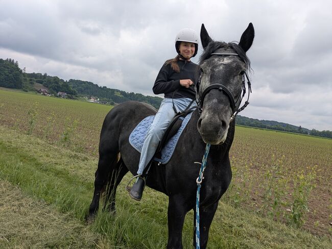 ungarischer Kaltblut Mix Wallach, Michaela B, Konie na sprzedaż, Werndorf, Image 6