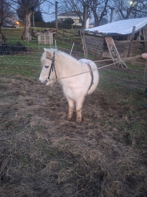 Pony femmina, Donato, Pferd kaufen, Biella 