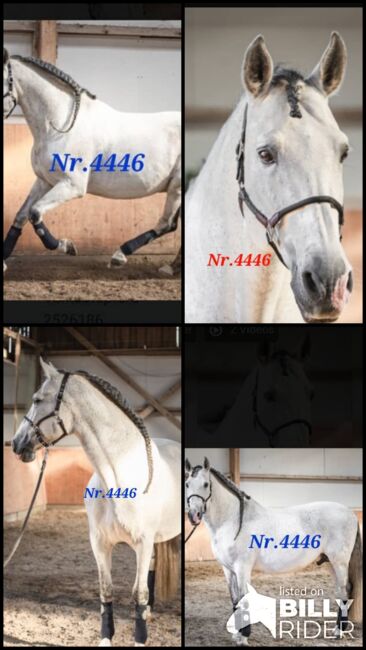 Der weisse PRE Riese, ISPA - Iberische Sportpferde Agentur (ISPA - Iberische Sportpferde Agentur), Pferd kaufen, Bedburg, Abbildung 5