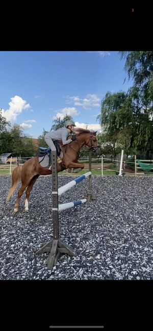 Welch C Stute 6J 1.35 Stm Kinderpony Dressur Springen Turnier, B.Heuer , Horses For Sale, Celle 