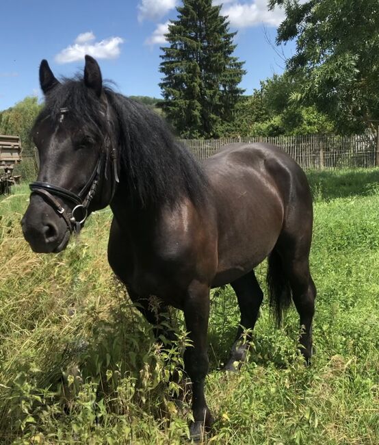 Braves Freizeitpferd / Fahrpferd, Luna, Horses For Sale, Sangerhausen , Image 6