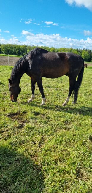 Braves Freizeitpferd, Carolina Kniza , Horses For Sale, Kaisheim , Image 2