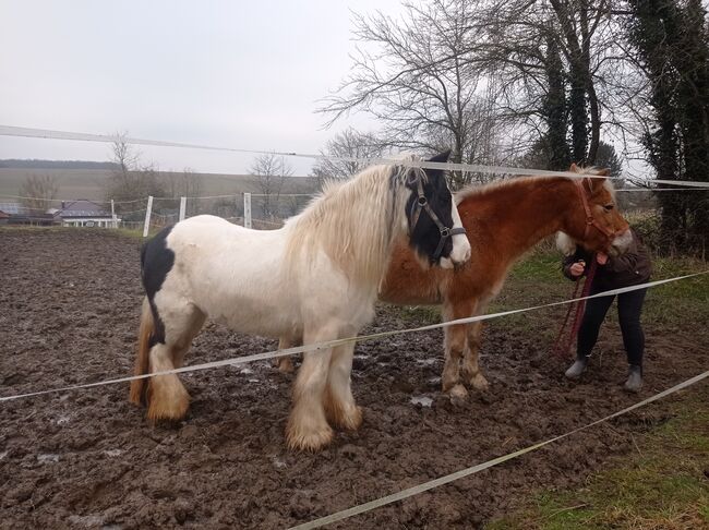 brave Tinkerstute zu verkaufen, Bianca Fath , Horses For Sale, Höheischweiler , Image 5