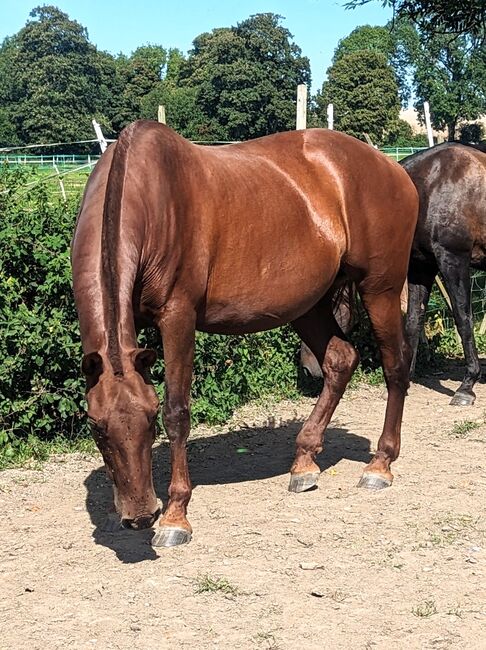 Well bred chestnut PRE mare available, Rebecca Pryce, Pferd kaufen