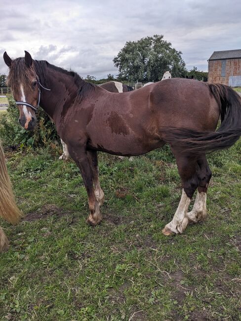 Well bred sec D mare, Katy Russell, Horses For Sale, Southport, Image 4