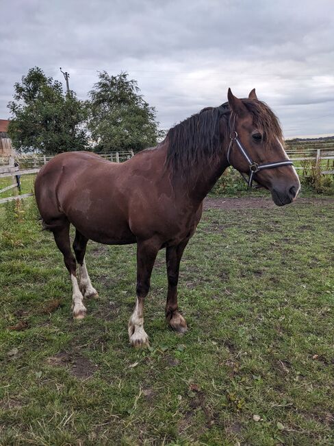Well bred sec D mare, Katy Russell, Horses For Sale, Southport