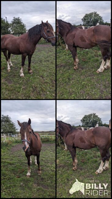 Well bred sec D mare, Katy Russell, Horses For Sale, Southport, Image 5